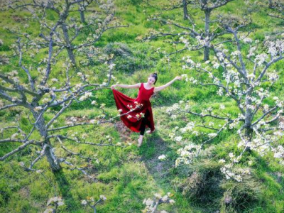 江西(xī)吉水(shuǐ):百畝梨花競相(xiàng)綻放(fàng) 舞者翩翩起舞