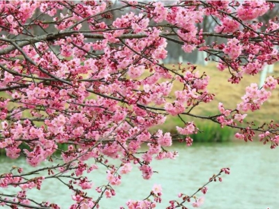 湖(hú)北(běi)枝江:春來櫻花開(kāi) 市(shì)民(mín)賞花忙