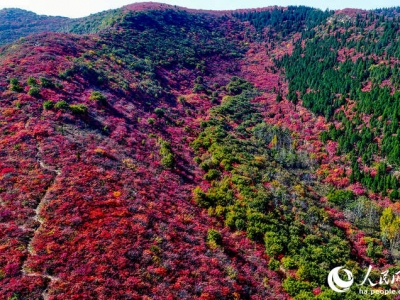 河南(nán)禹州:賞紅(hóng)葉、品燴菜 引爆旅遊新熱點