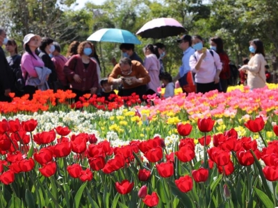 福建:郁金香花開(kāi)迎客來